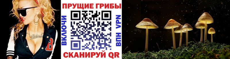 Псилоцибиновые грибы прущие грибы  hydra как войти  Верея  купить наркоту 